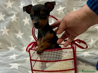 Pinscher Miniatura perros Pinscher miniatura - Anuncio 2