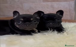 Bulldog Francés perros en venta: Bulldog francés minis guapísimos  - Anuncio 4