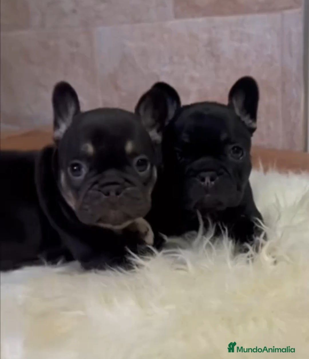 Bulldog Francés perros en venta: Bulldog francés minis guapísimos  - Anuncio 4