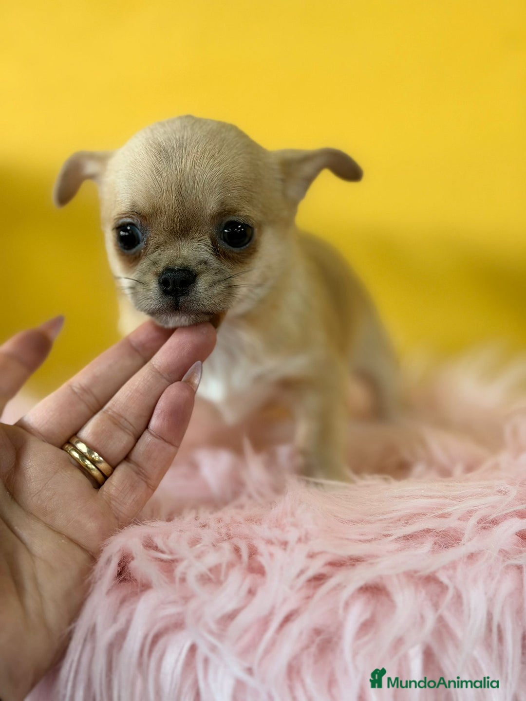 Chihuahua perros en venta: Chihuahua fawn - Anuncio 3