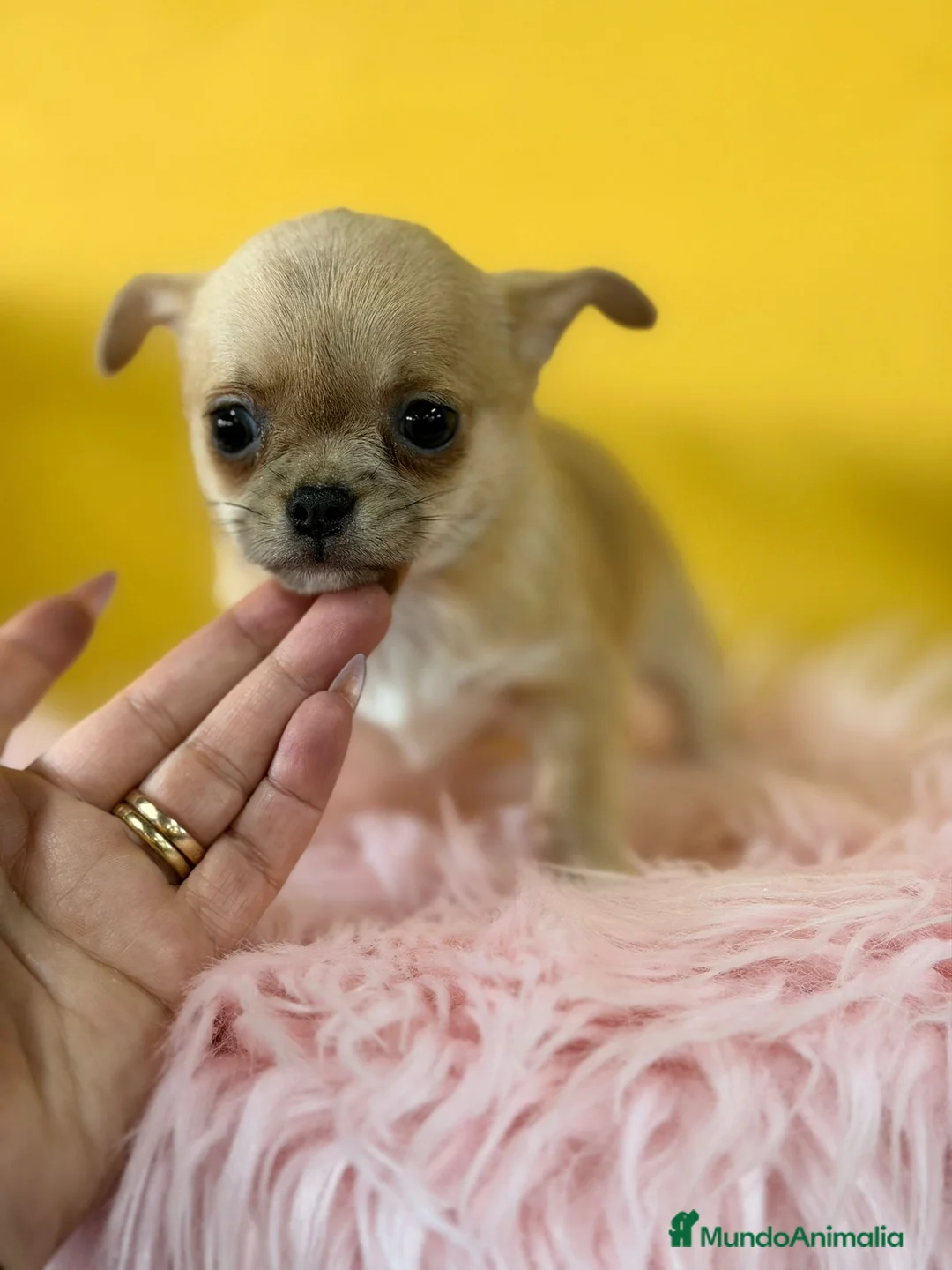 Chihuahua perros en venta: Chihuahua fawn - Anuncio 3