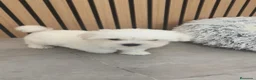 Bichón Maltés perros en venta: Bichón Maltes macho disponible  - Anuncio 14
