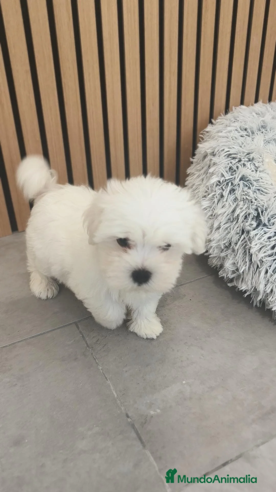 Bichón Maltés perros en venta: Bichón Maltes macho disponible  - Anuncio 14