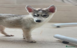 Husky Siberiano perros en venta: Husky siberiano  - Imagen 2