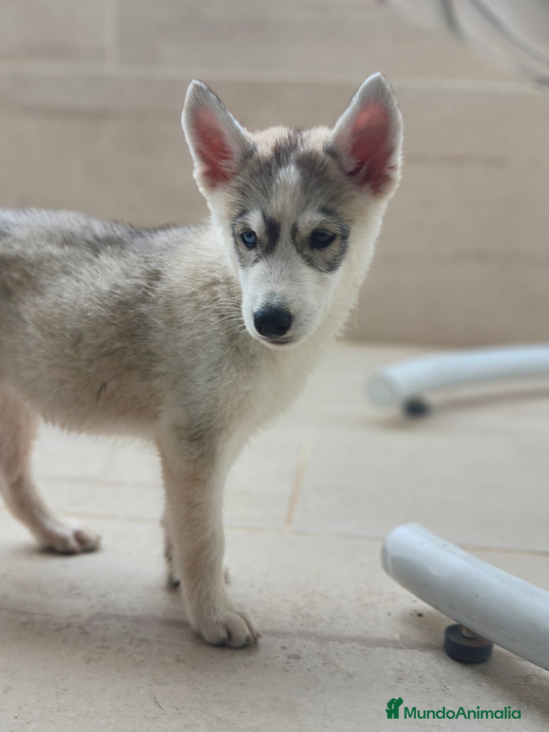 Husky Siberiano perros en venta: Husky siberiano  - Imagen 2