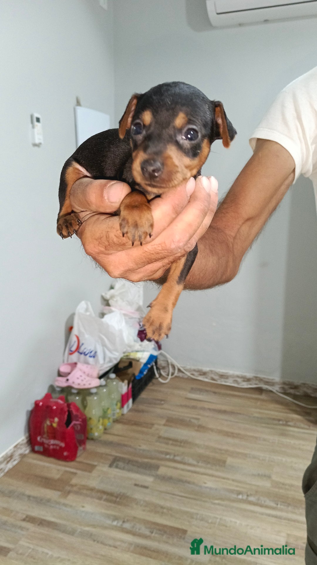 Ratón de Praga perros en venta: Ratón de praga  - Imagen 4
