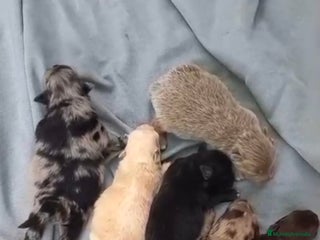 Pomerania perros - Anuncio 5