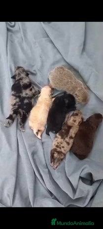 Pomerania perros - Anuncio 3