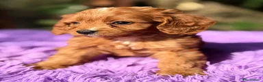 Cavapoo Cachorro 4