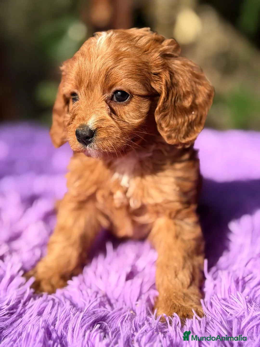 Cavapoo perros en venta: CAVAPOO ROJO - Anuncio 3