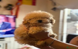 Caniche Toy perros en venta: Último caniche toy apricot  - Anuncio 1