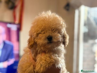 Caniche Toy perros Último caniche toy apricot - Anuncio 2