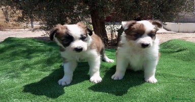 Border Collie perros - Propaganda 6