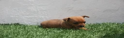 Raza Mixta perros en venta: Minijack - Anuncio 20