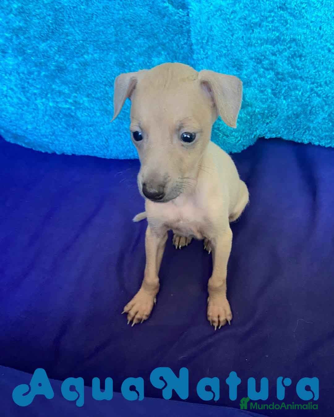 Pequeño Lebrel Italiano perros Lebrel Italiano Macho 2003 AQUANATURA - Anuncio 2