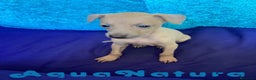 Pequeño Lebrel Italiano perros en venta: Lebrel Italiano Macho 2003 AQUANATURA - Anuncio 2