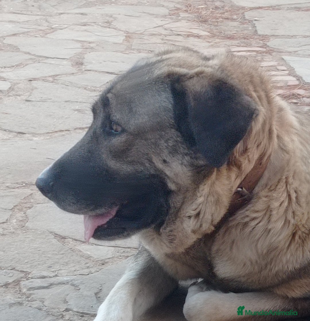 Mastín Español perros en venta: Cachorros de mastín español en Málaga - Imagen 9