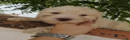 Perro de Agua Español perros en venta: Preciosos cachorros de Perro de Agua - Anuncio 17