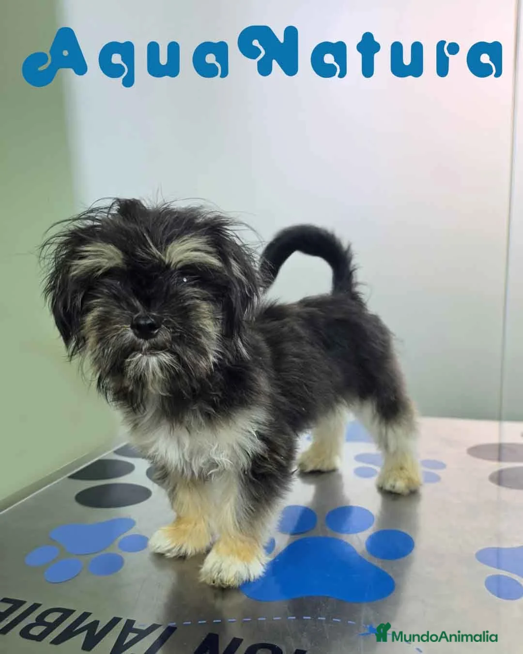 Raza Mixta perros en venta: Havayork (Habanero + Yorkshire) Hembra GUAPISIMA  - Anuncio 1