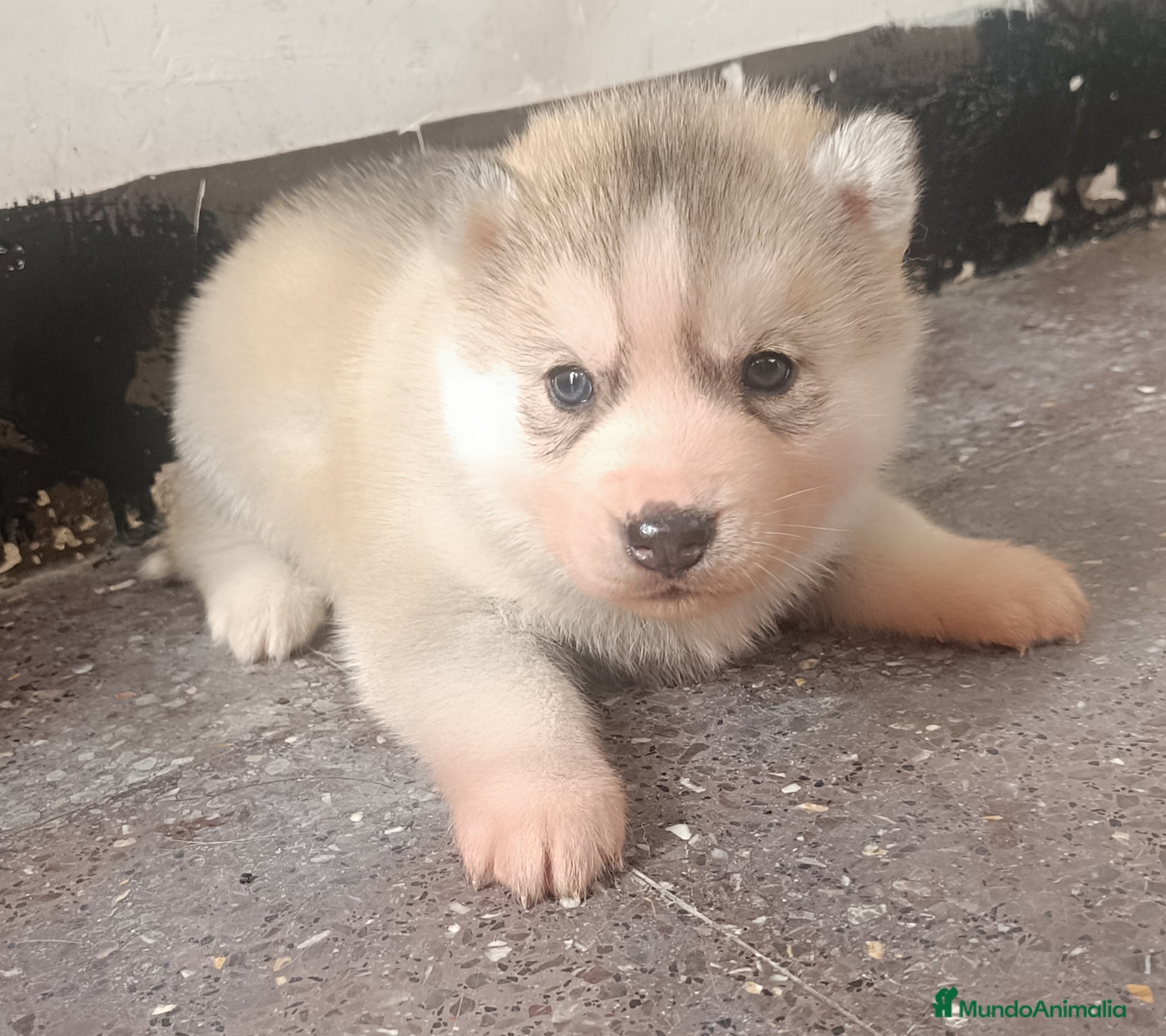 Husky Siberiano perros Husky siberiano camada - Anuncio 2
