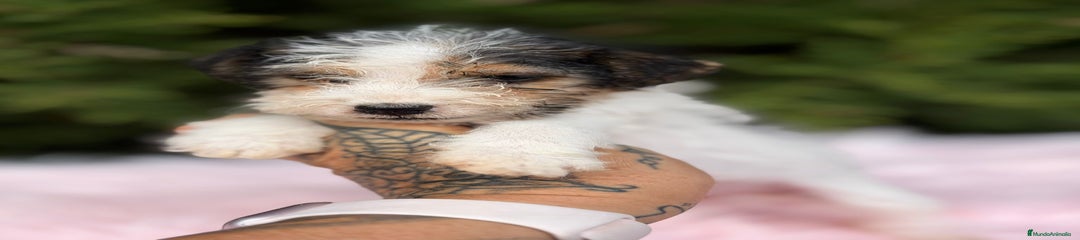 Fox Terrier de Pelo Duro Cachorro 3