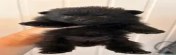 Pomerania perros en venta: Lulù pomerania - Anuncio 5