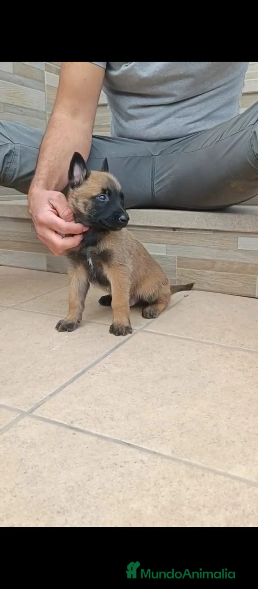Pastor Belga Malinois perros en venta: Pastor Belga Malinois  en Sevilla - Anuncio 1