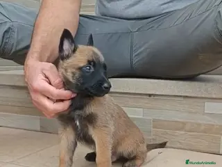 Pastor Belga Malinois perros Pastor Belga Malinois - Anuncio 1