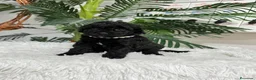 Caniche Enano perros en venta: CANICHES ENANAS HEMBRAS - Anuncio 18