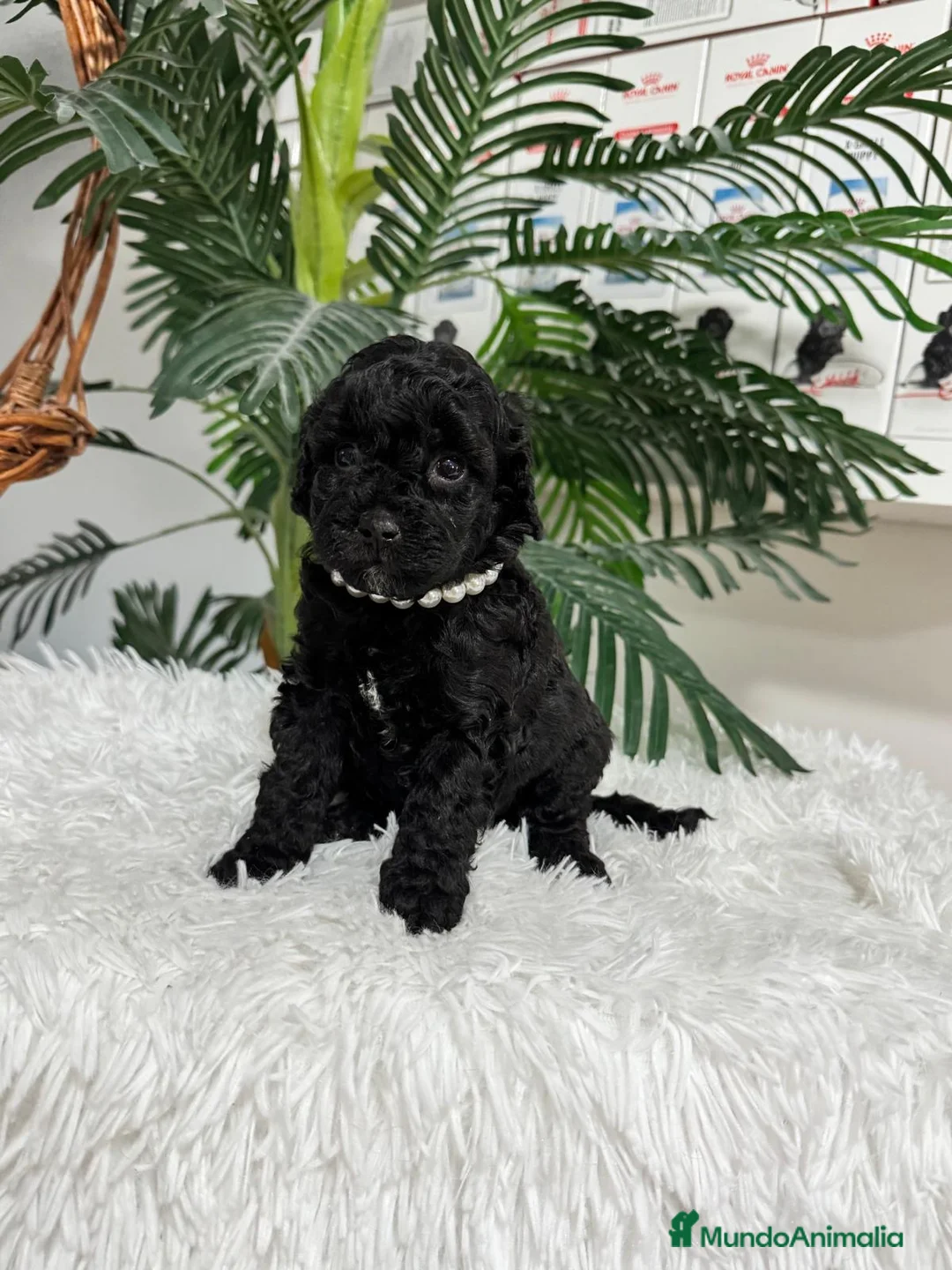 Caniche Enano perros en venta: CANICHES ENANAS HEMBRAS - Anuncio 18