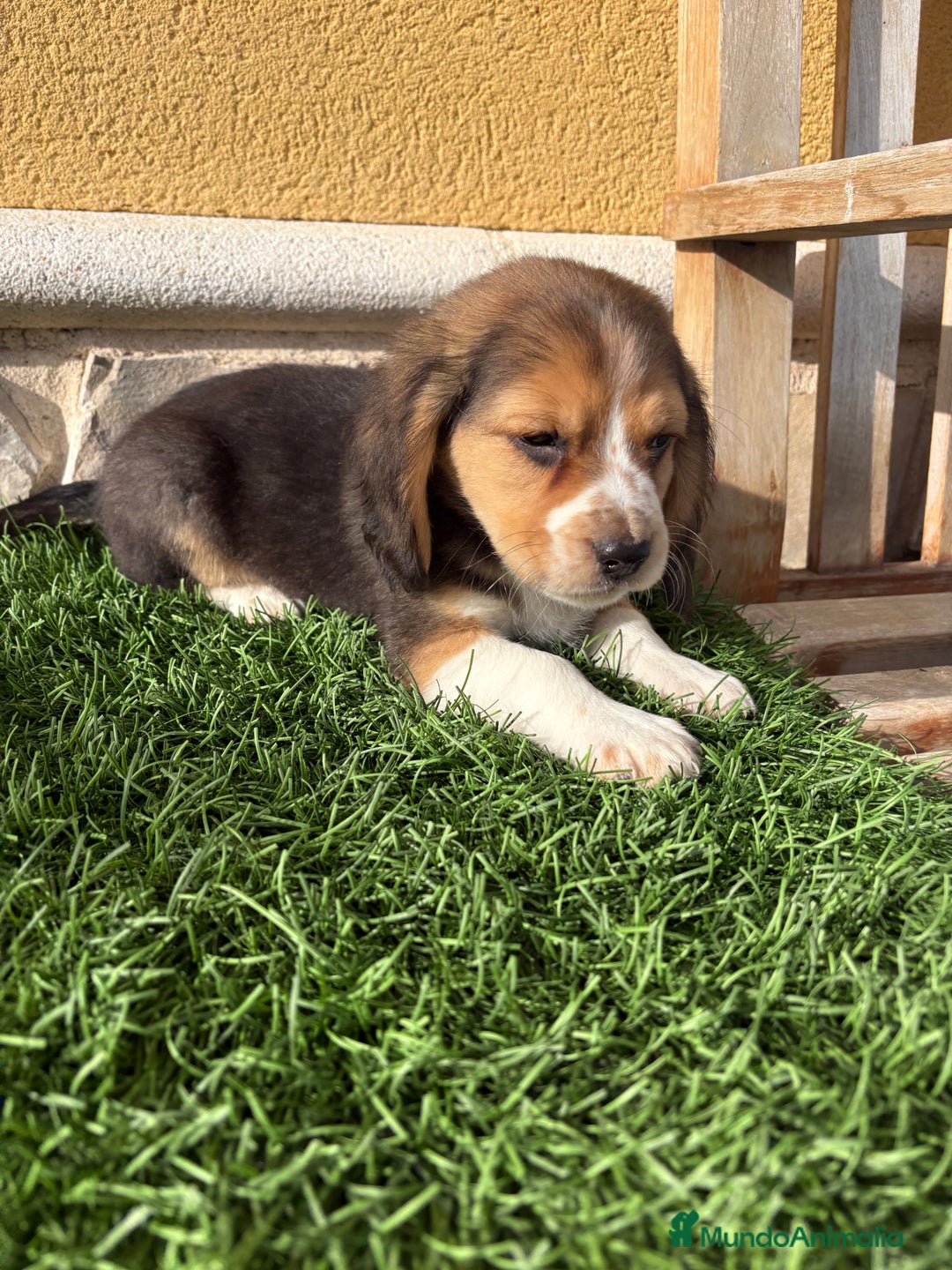 Beagle perros en venta: Espectacular cachorro de Beagle - Anuncio 3