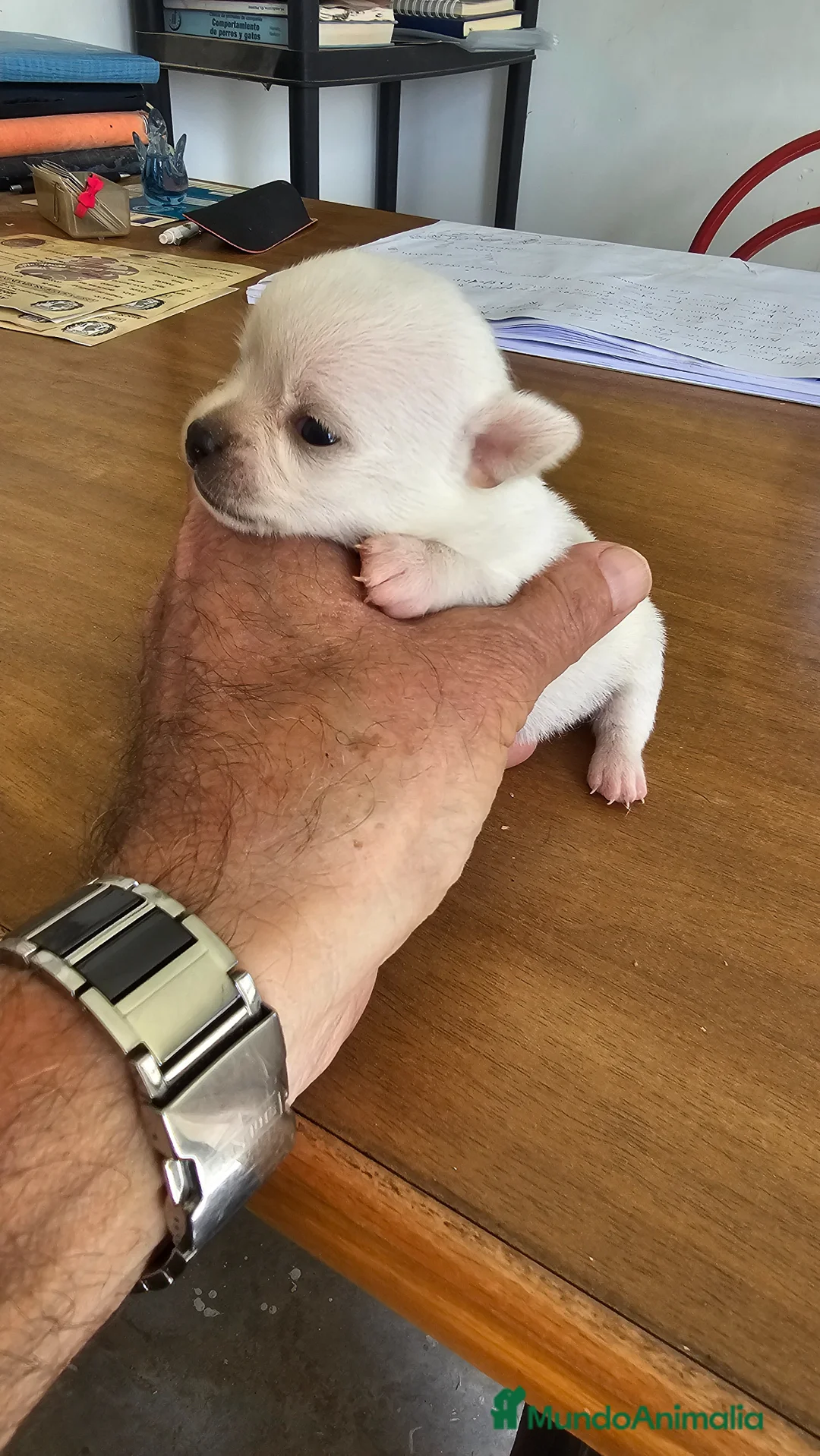 Chihuahua perros en venta: Chihuahuas mini toy  - Anuncio 2