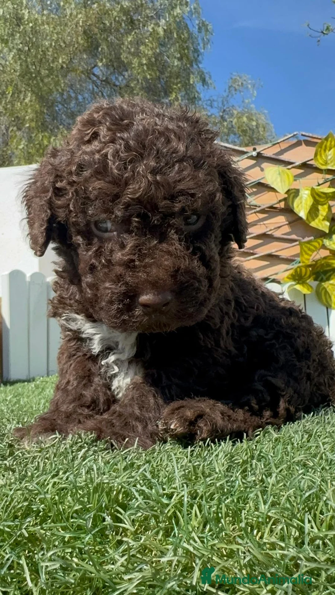 Perro de Agua Español perros en venta: PERRO DE AGUA  - Anuncio 1