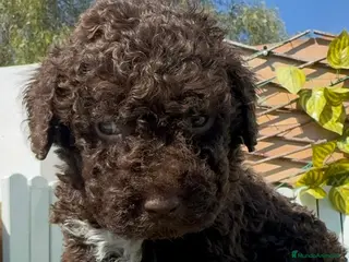 Perro de Agua Español perros PERRO DE AGUA - Anuncio 1