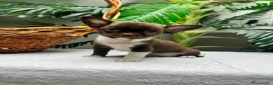 Chihuahua 2