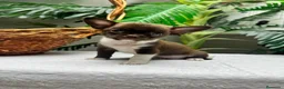 Chihuahua perros en venta: CHIHUAHUA CHOCOLATE - Anuncio 7