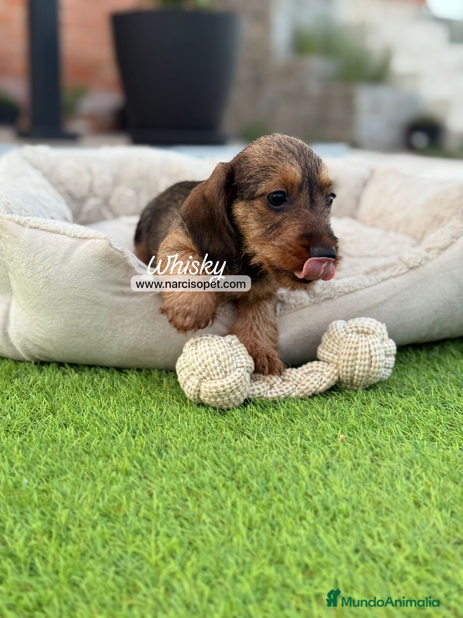 Teckel Miniatura perros en venta: TECKEL PELO DURO MINIATURA - Anuncio 3