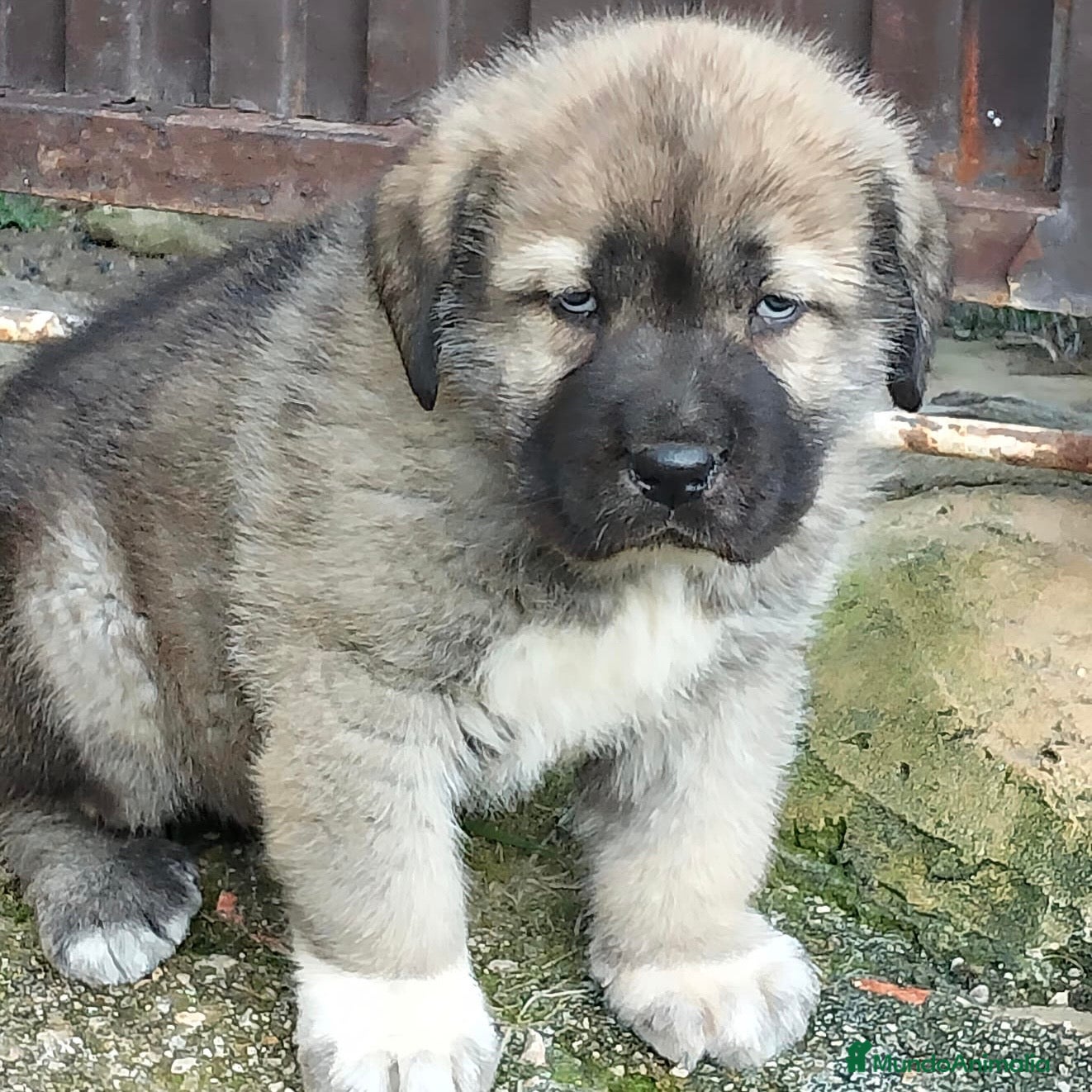 Mastín Español perros Mastín  - Anuncio 1