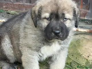 Mastín Español perros Mastín - Anuncio 1