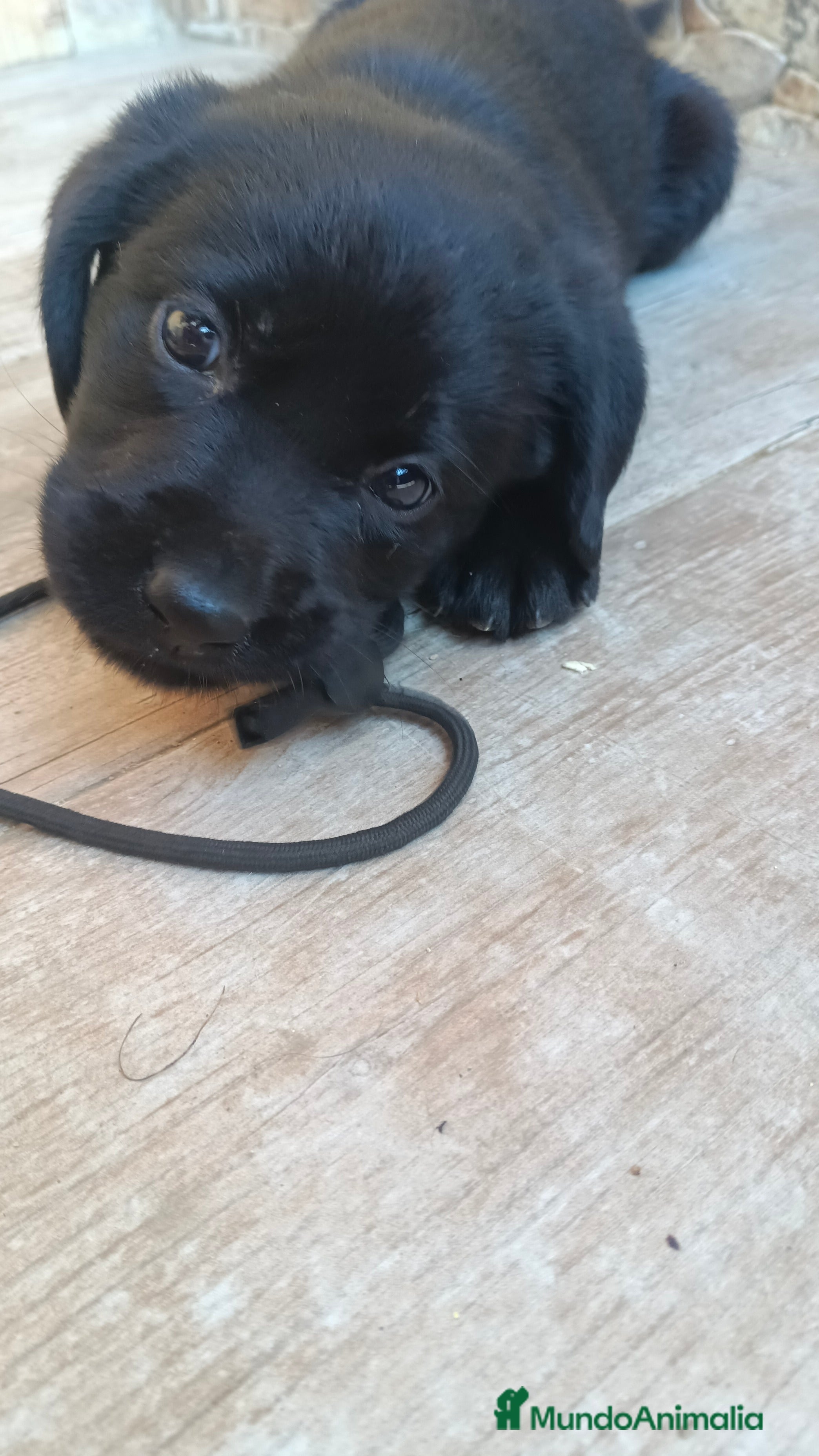 Labrador Retriever perros Labrador retriever disponible  - Anuncio 1