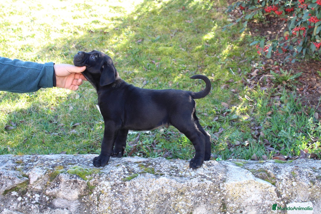 Cane Corso perros en venta: Cachorros Cane Corso disponibles en Segovia  - Imagen 9