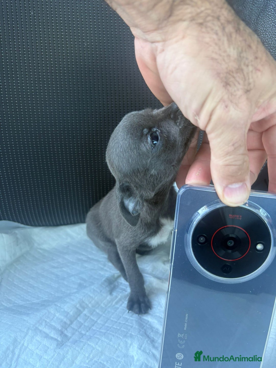Chihuahua perros en venta: Chihuahua toy blue - Anuncio 4
