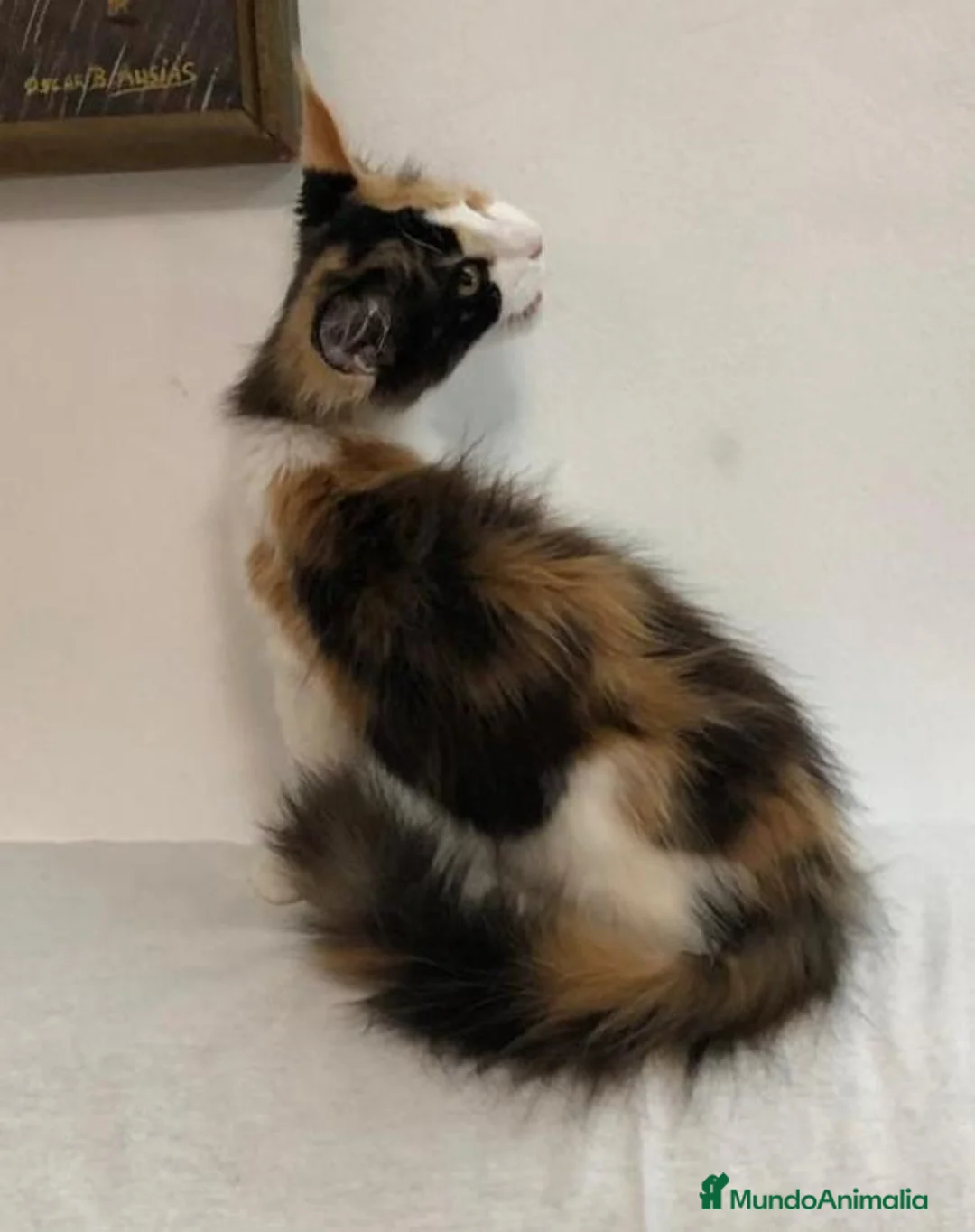 Maine Coon gatos en venta: Maine Coon Hembras - Anuncio 25