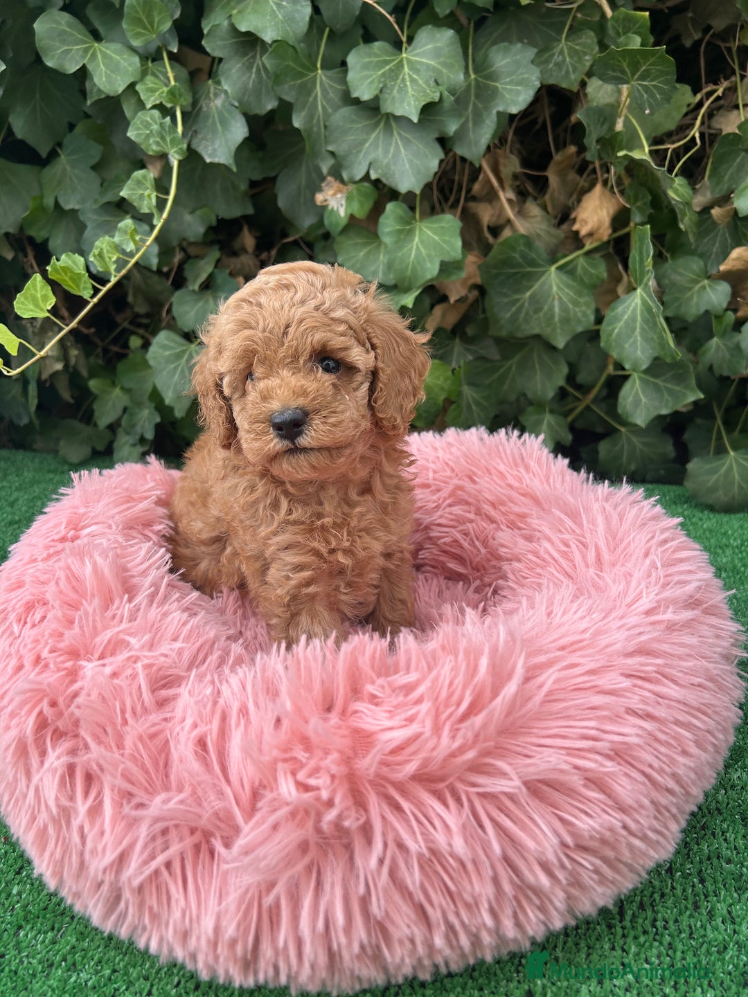 Raza Mixta perros en venta: caniche  - Anuncio 5