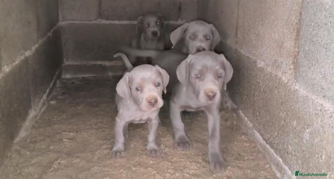 Weimaraner perros en venta: Cachorros de Braco de Weimar  - Anuncio 1