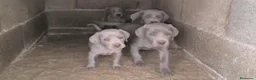 Weimaraner perros en venta: Cachorros de Braco de Weimar  - Anuncio 1