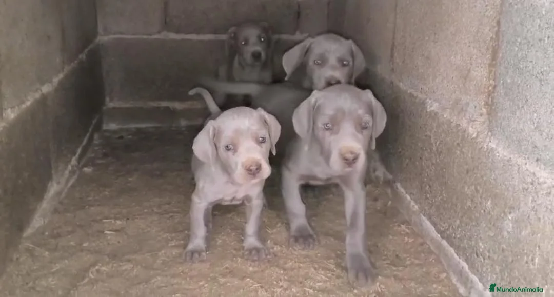 Weimaraner perros en venta: Cachorros de Braco de Weimar  - Anuncio 1