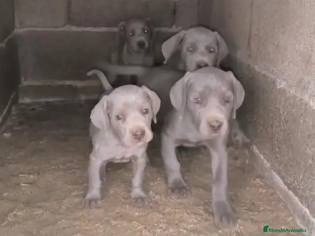 Weimaraner perros en venta: Cachorros de Braco de Weimar - Anuncio 6