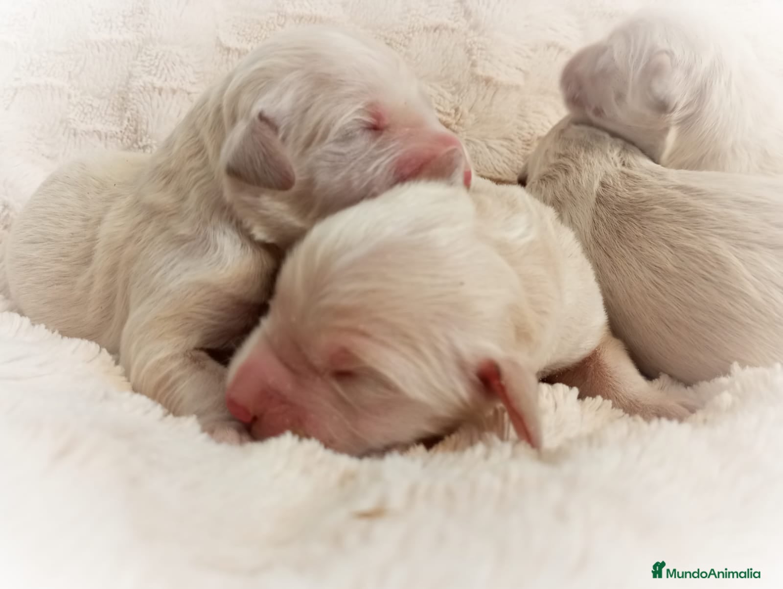 Golden Retriever perros golden cachorros - Anuncio 2