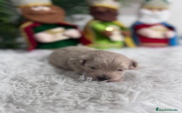 Maltipoo perros en venta: MALTIPOO MACHO - Anuncio 10